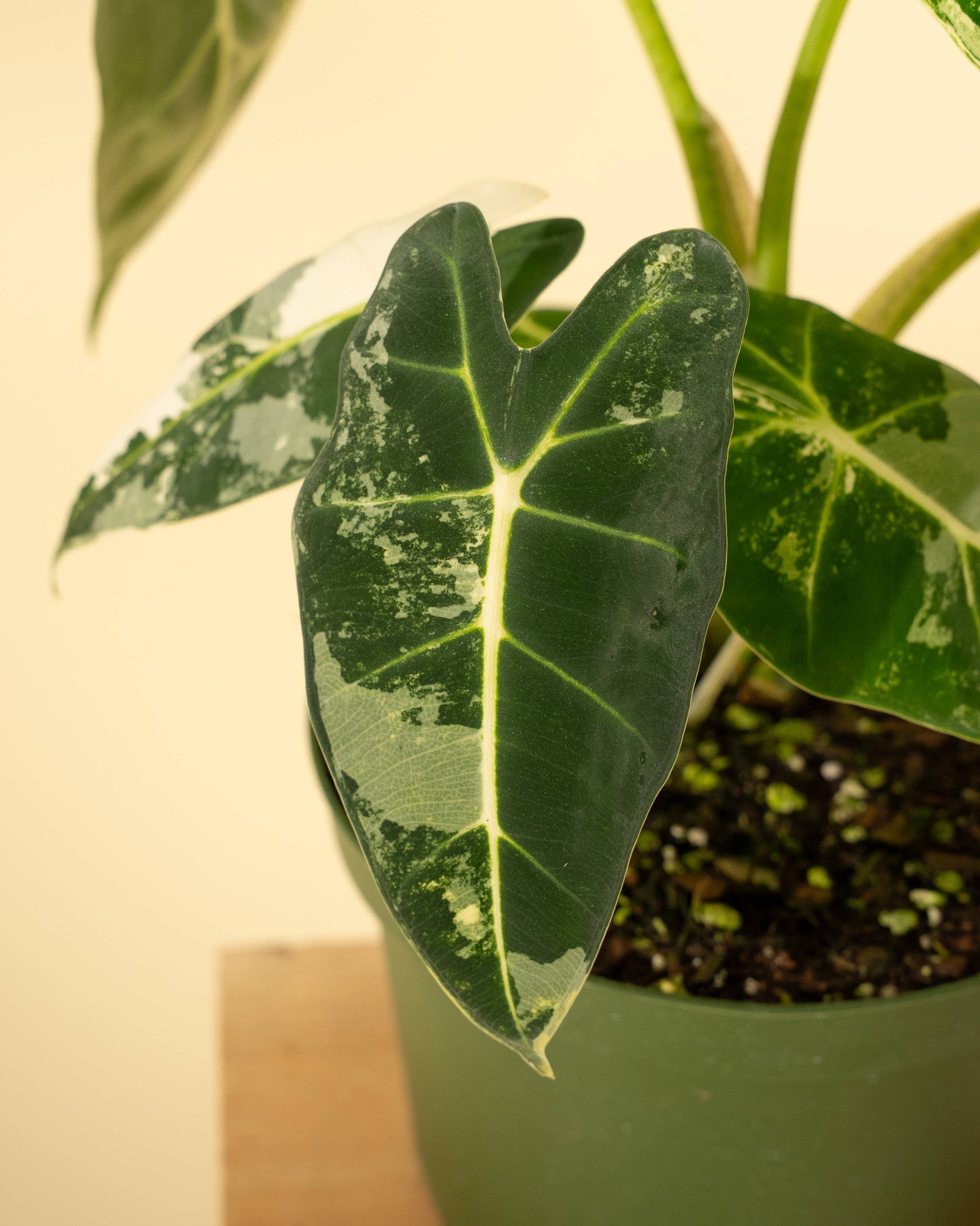 6" Variegated Alocasia 'Frydek'
