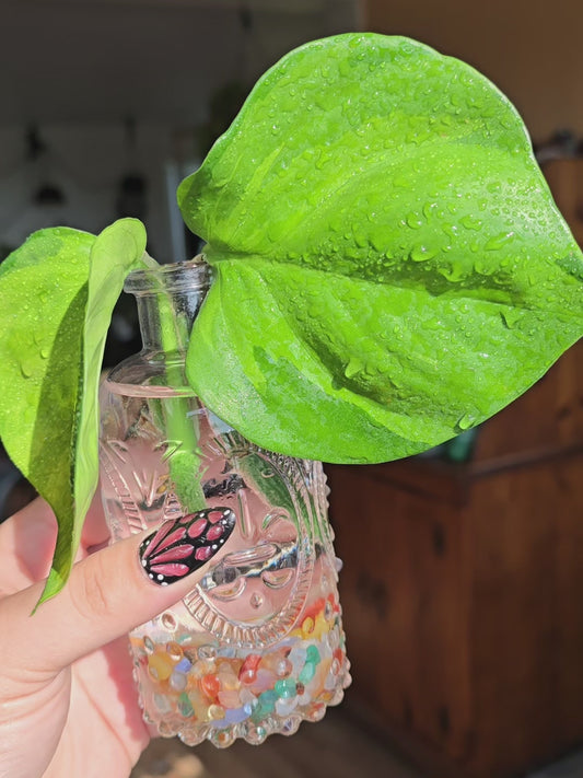 Fresh Propagation w/ glass jar