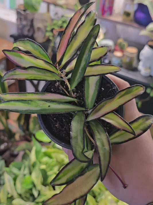 Hoya Wayetti Tricolor