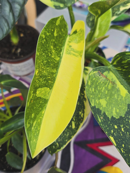 Philodendron Copper Flame