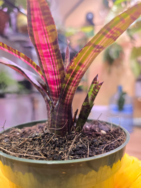 Neoregelia Bromeliad 09