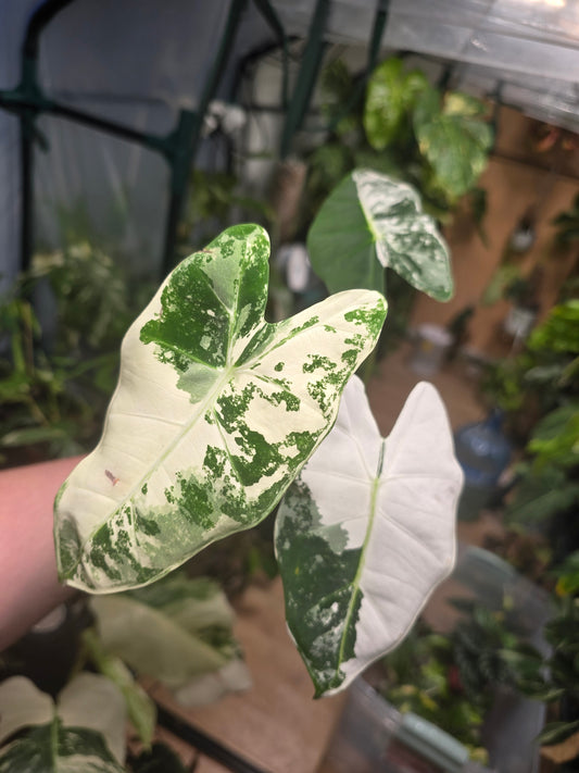 Variegated Alocasia Frydek (b)