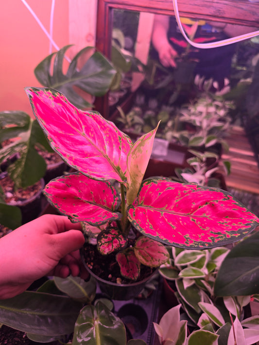 Agleonema Red Valentine