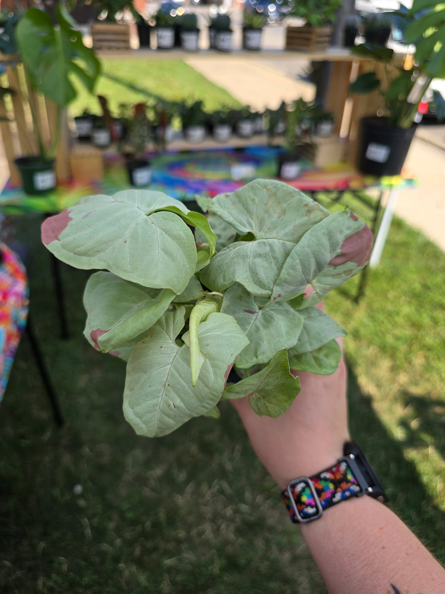 Syngonium