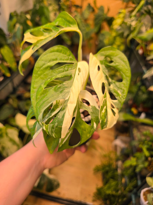Philodendron Monstera Swiss Cheese Adosonii Variegated