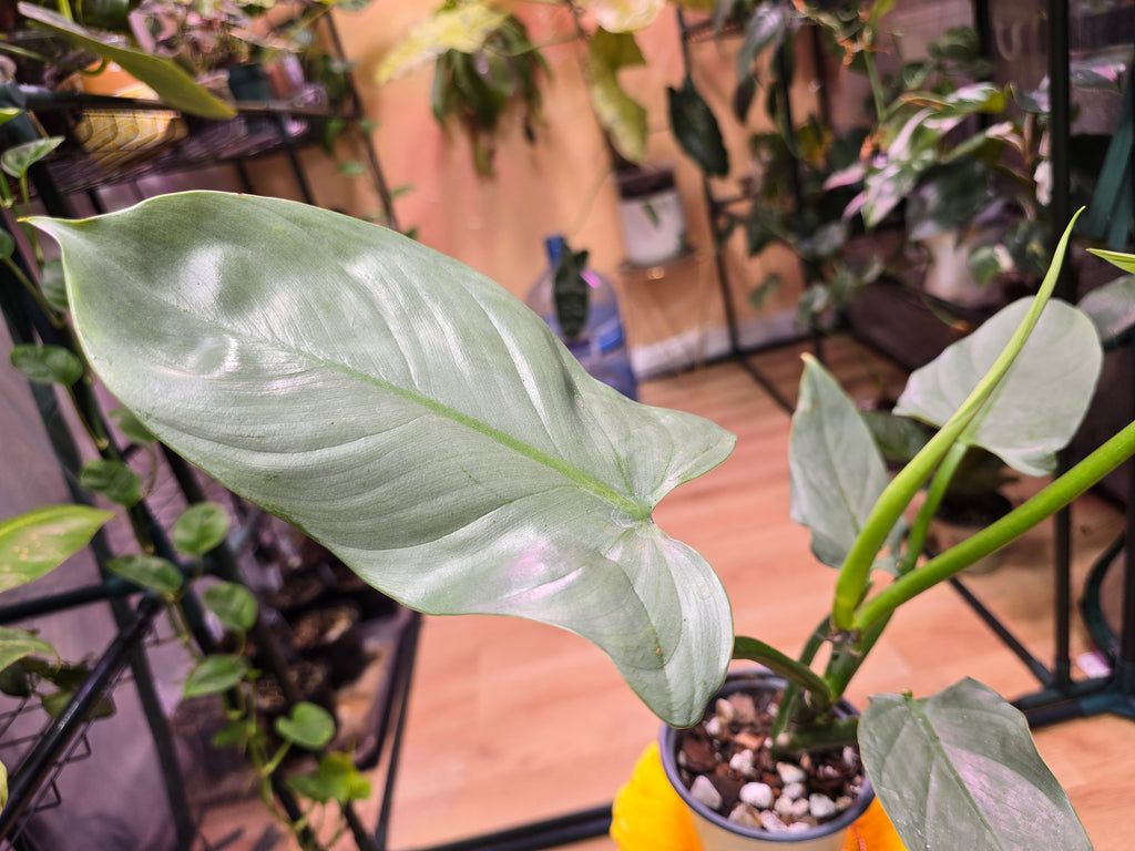 Philodendron Silver Sword 07