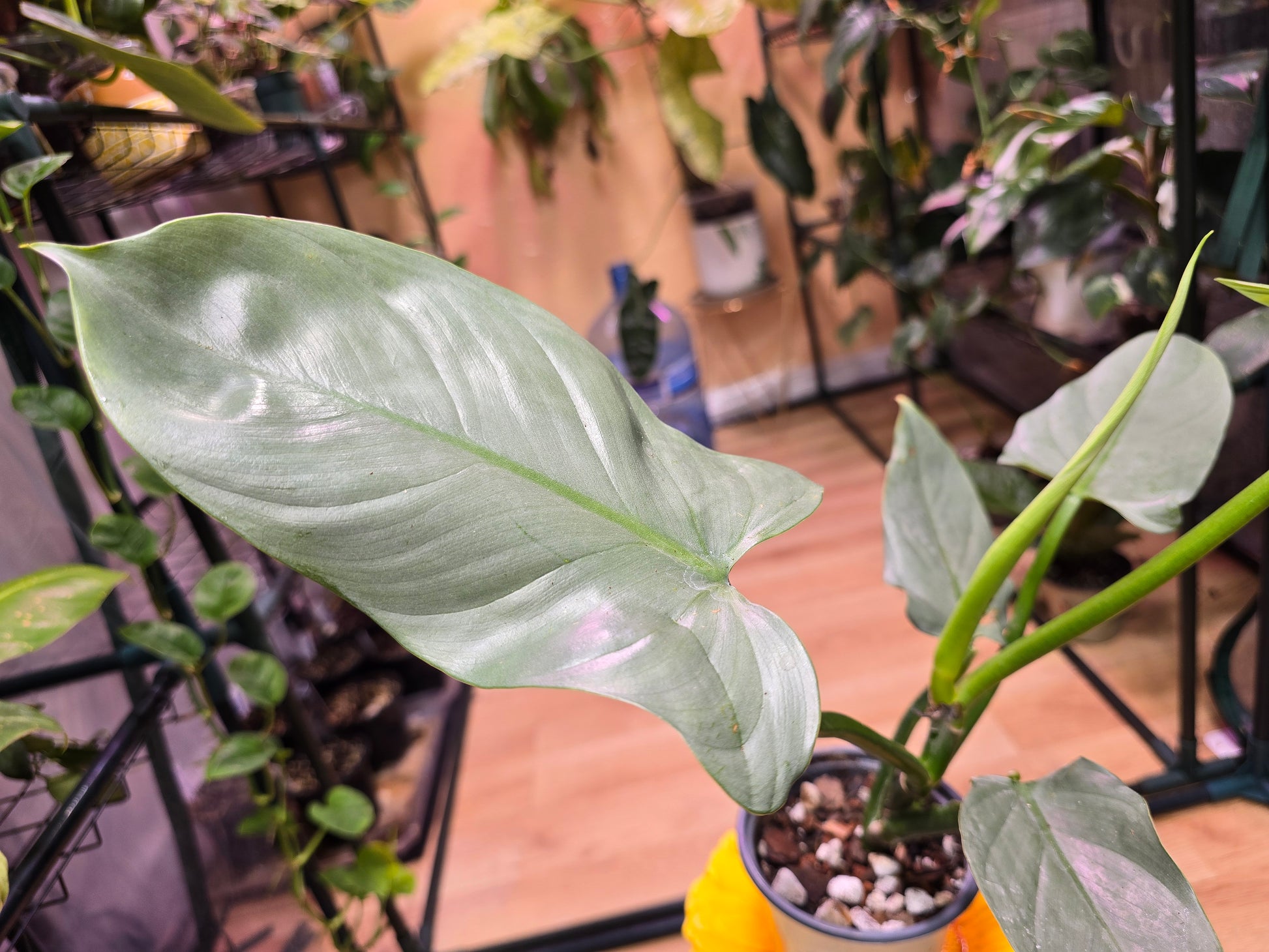 Philodendron Silver Sword 07