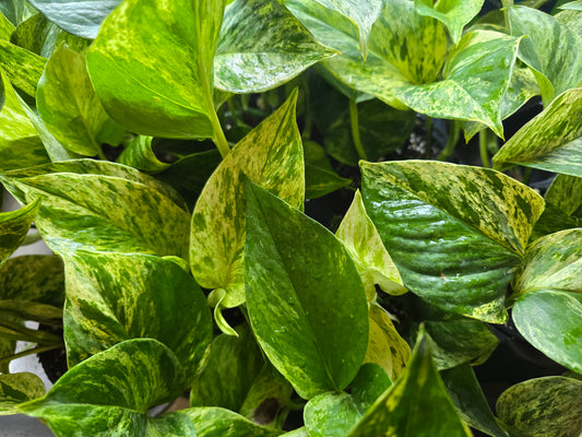 Marble Queen Pothos