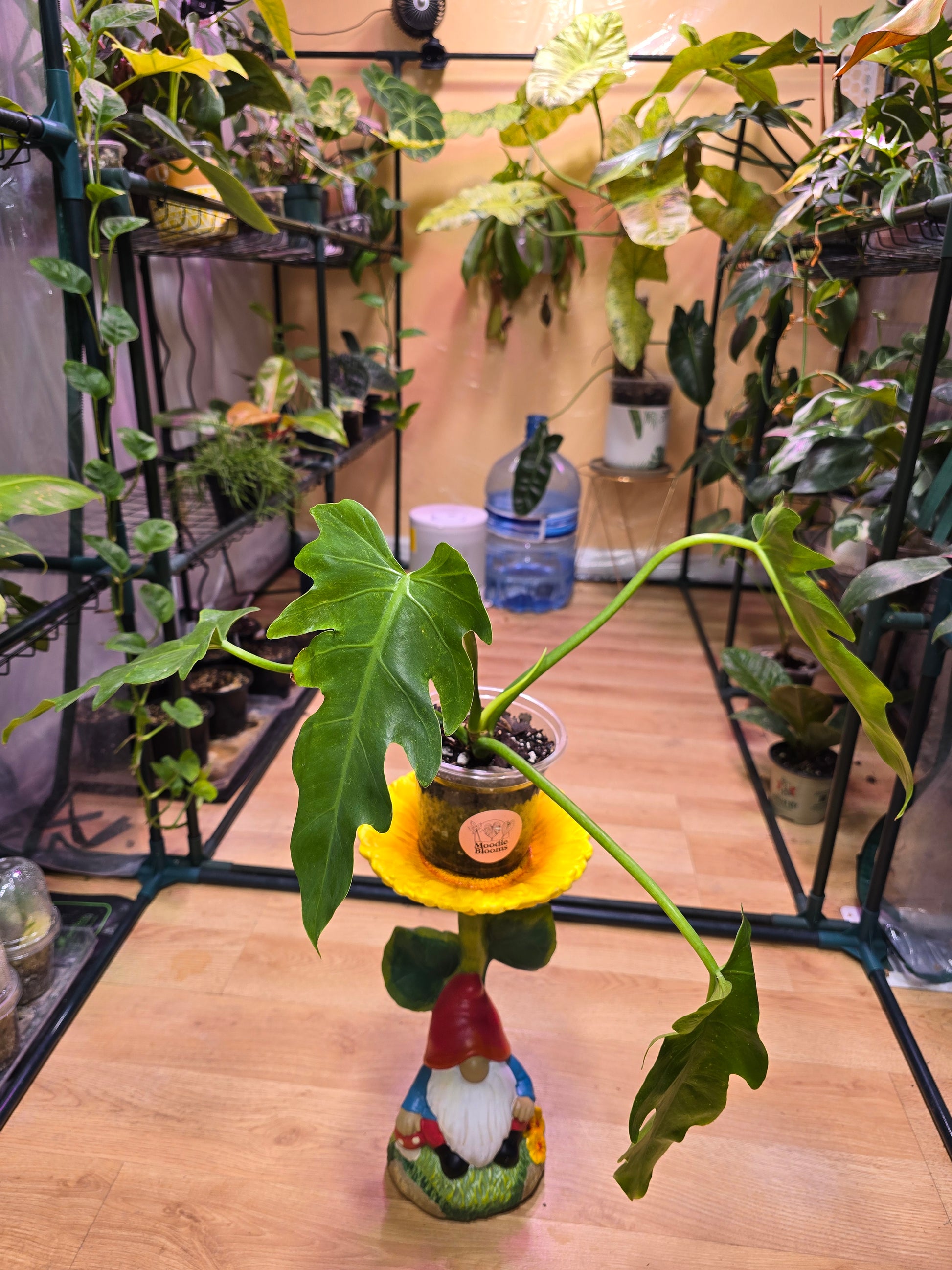 philodendron mayoi for sale Philodendron mayoi – Rare Sculptural Philodendron