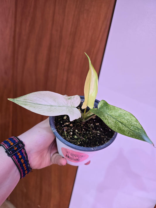 Philodendron Florida Ghost 001