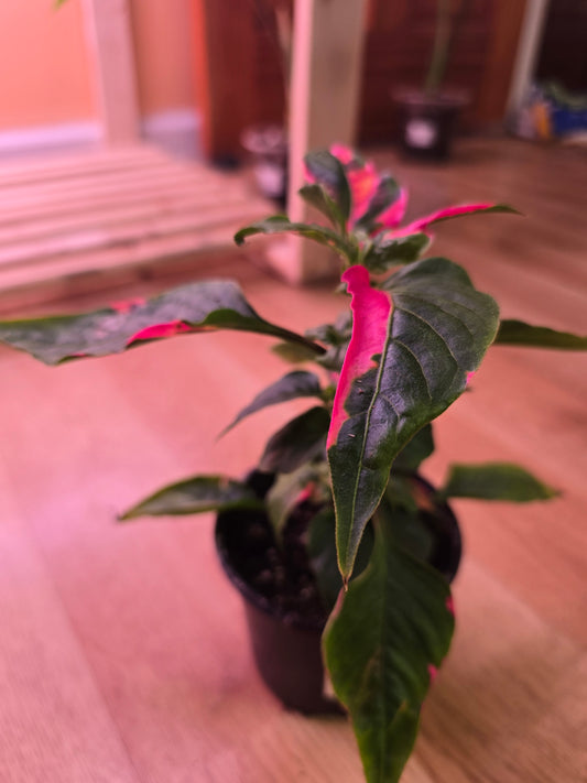 Alternanthera Party Time 05