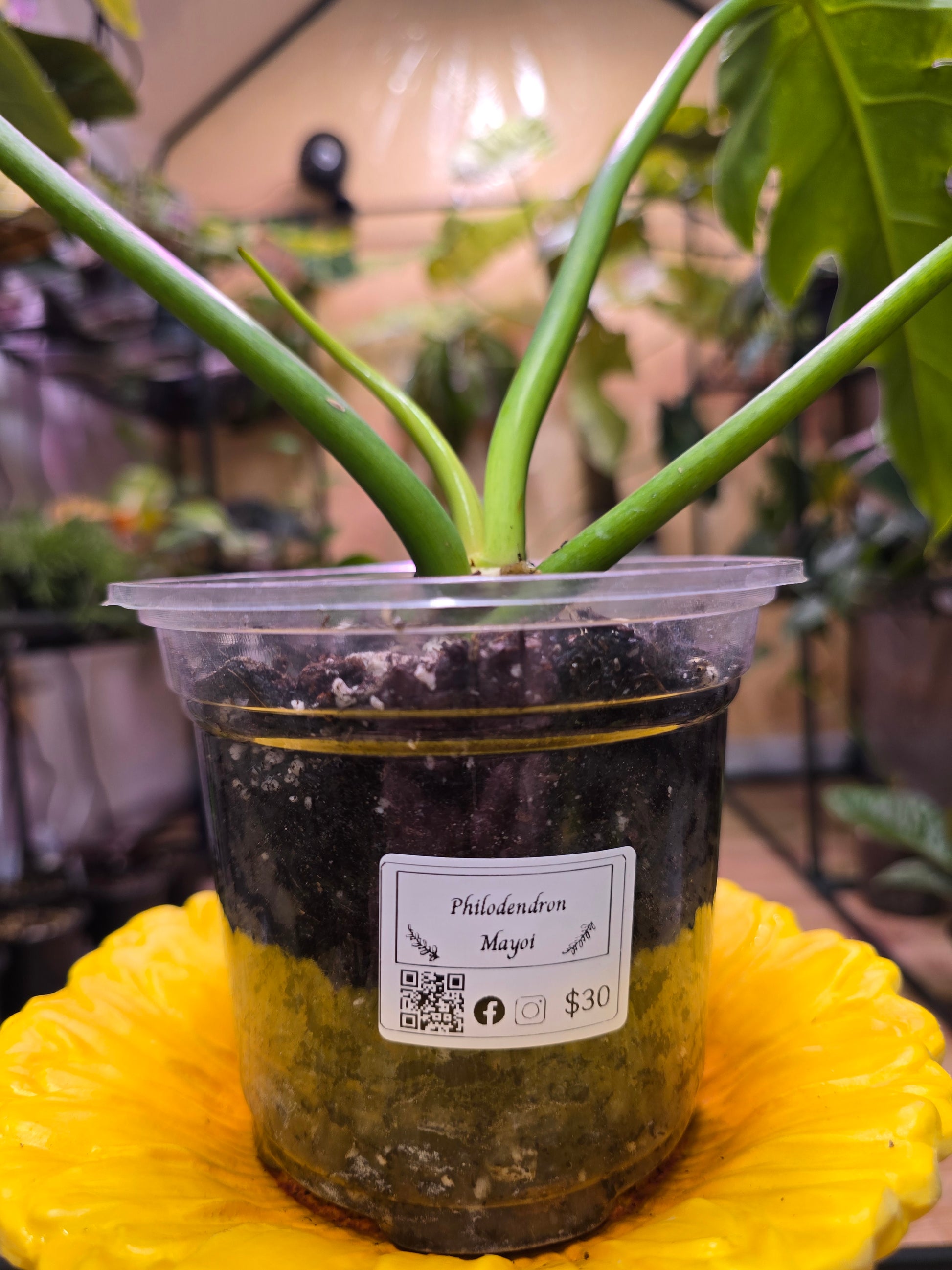 Philodendron Mayoi 11