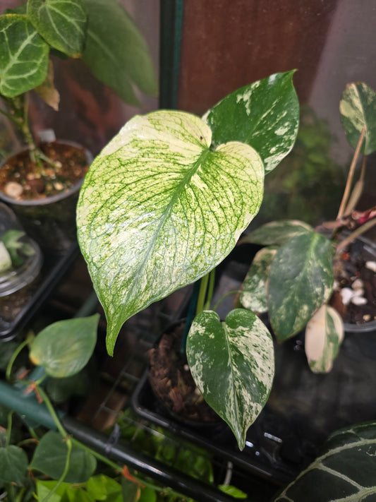 White Monster Monstera