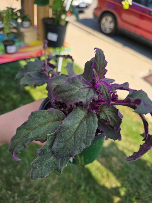Purple Passion