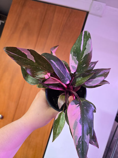 Pink Princess Galaxy Philodendron