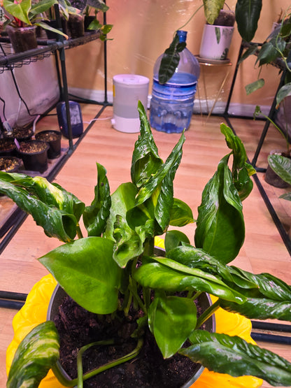Epipremnum Shangri-La