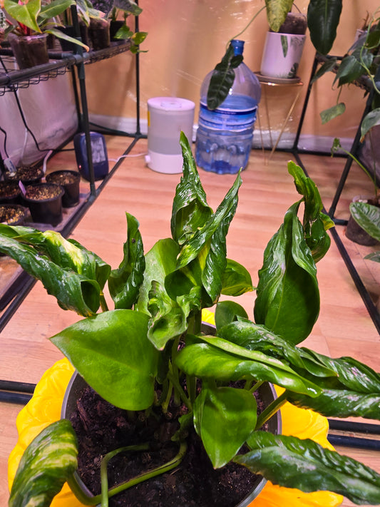 Epipremnum Shangri-La