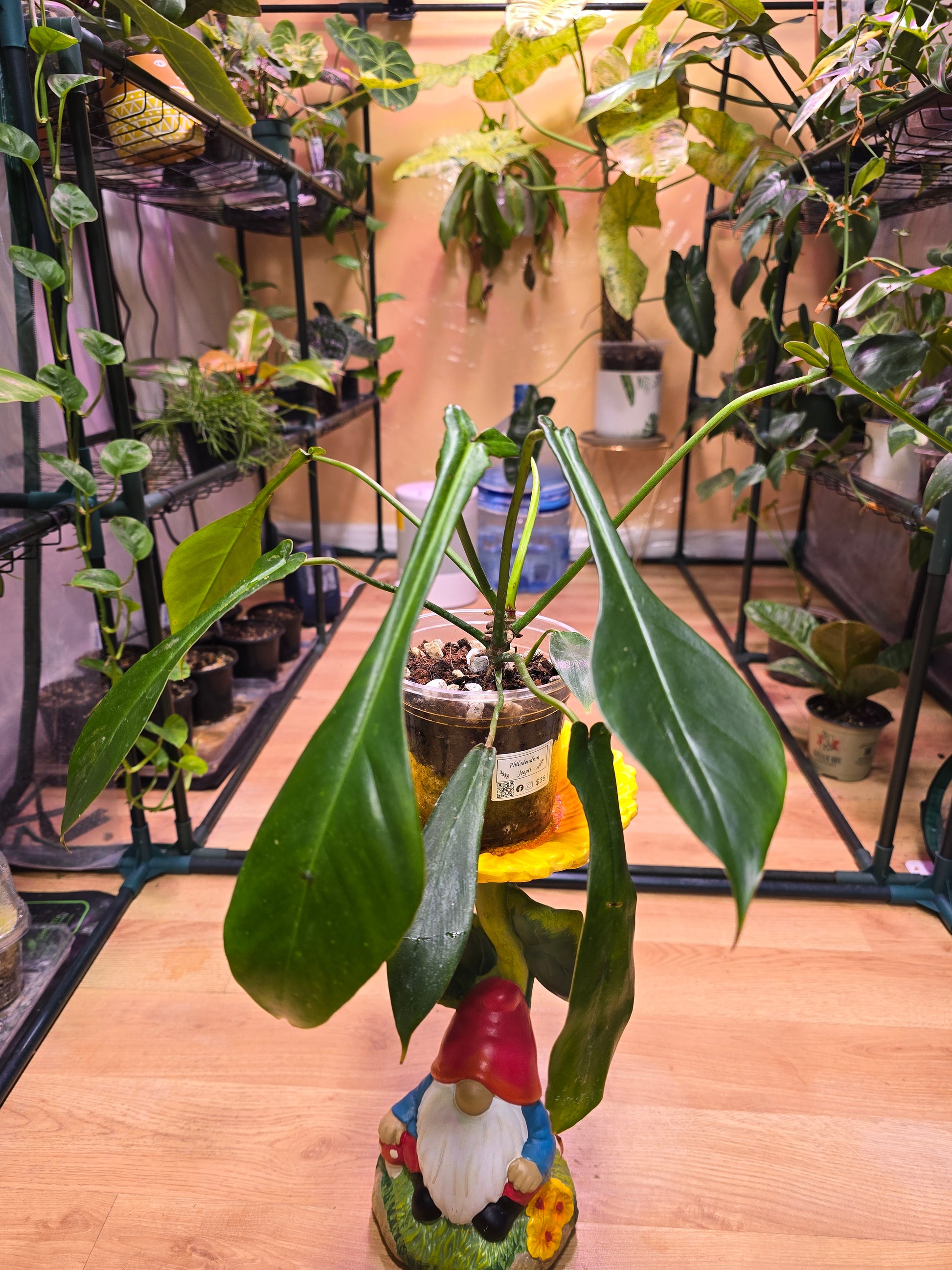 Philodendron Joepii 04