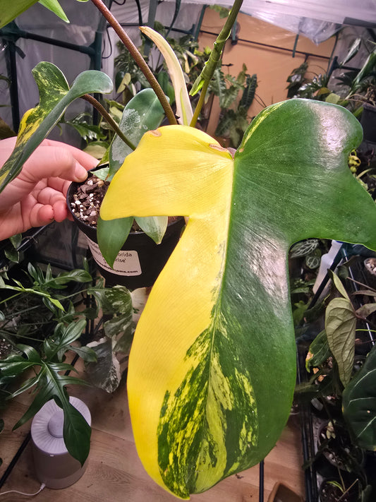 4" Philodendron Florida Beauty 'Sunrise'