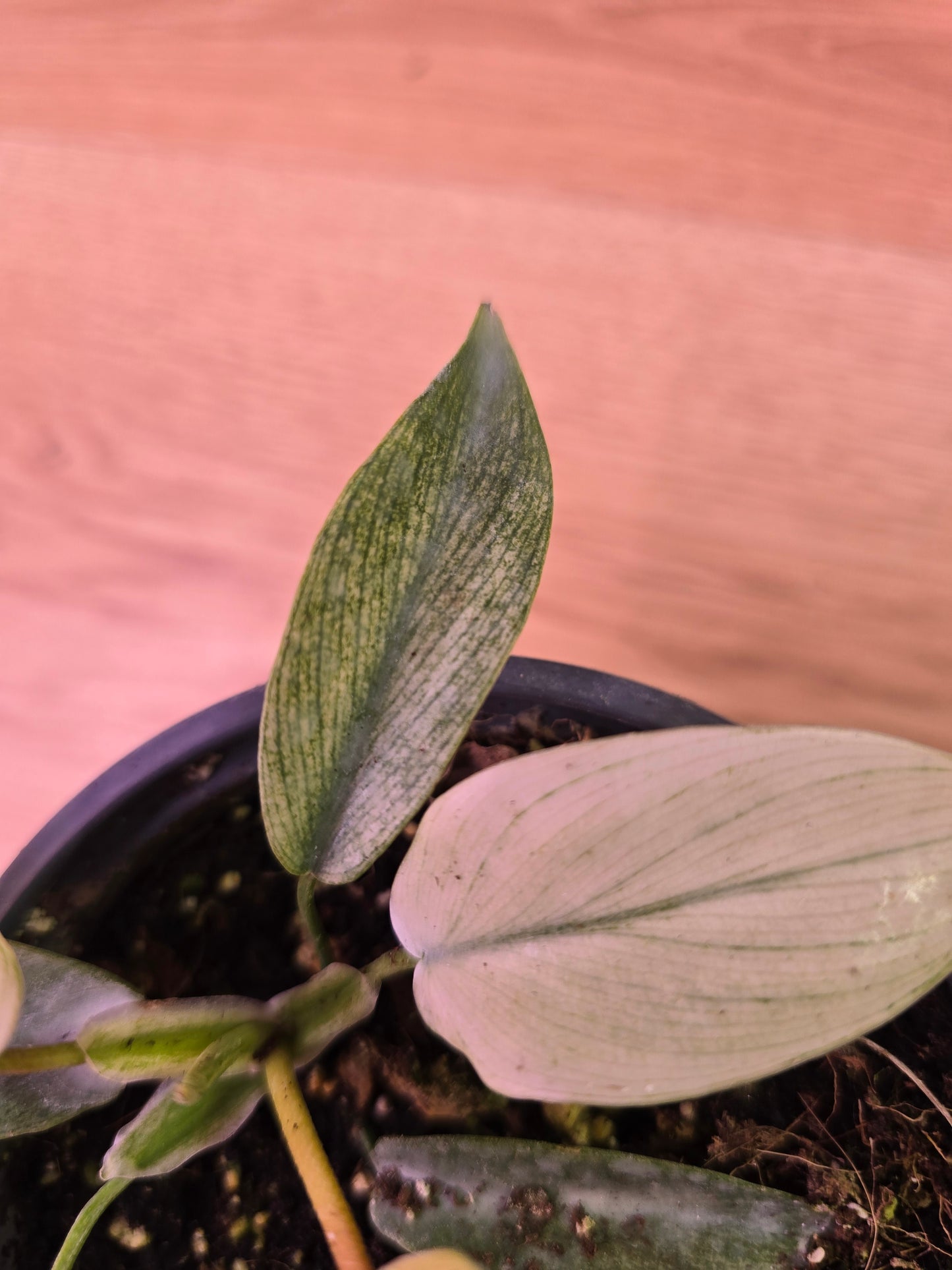Philodendron Florida Ghost 03