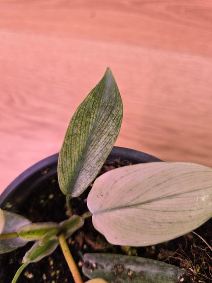 Philodendron Florida Ghost 03