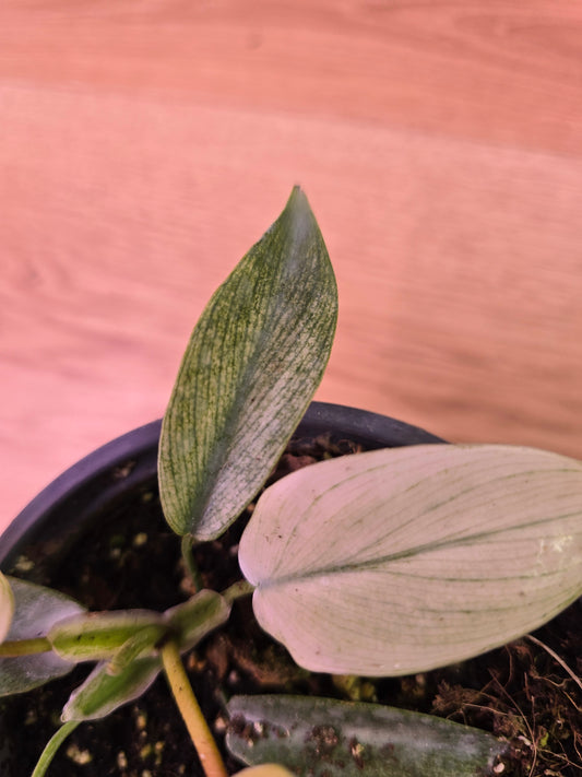 Philodendron Florida Ghost 03