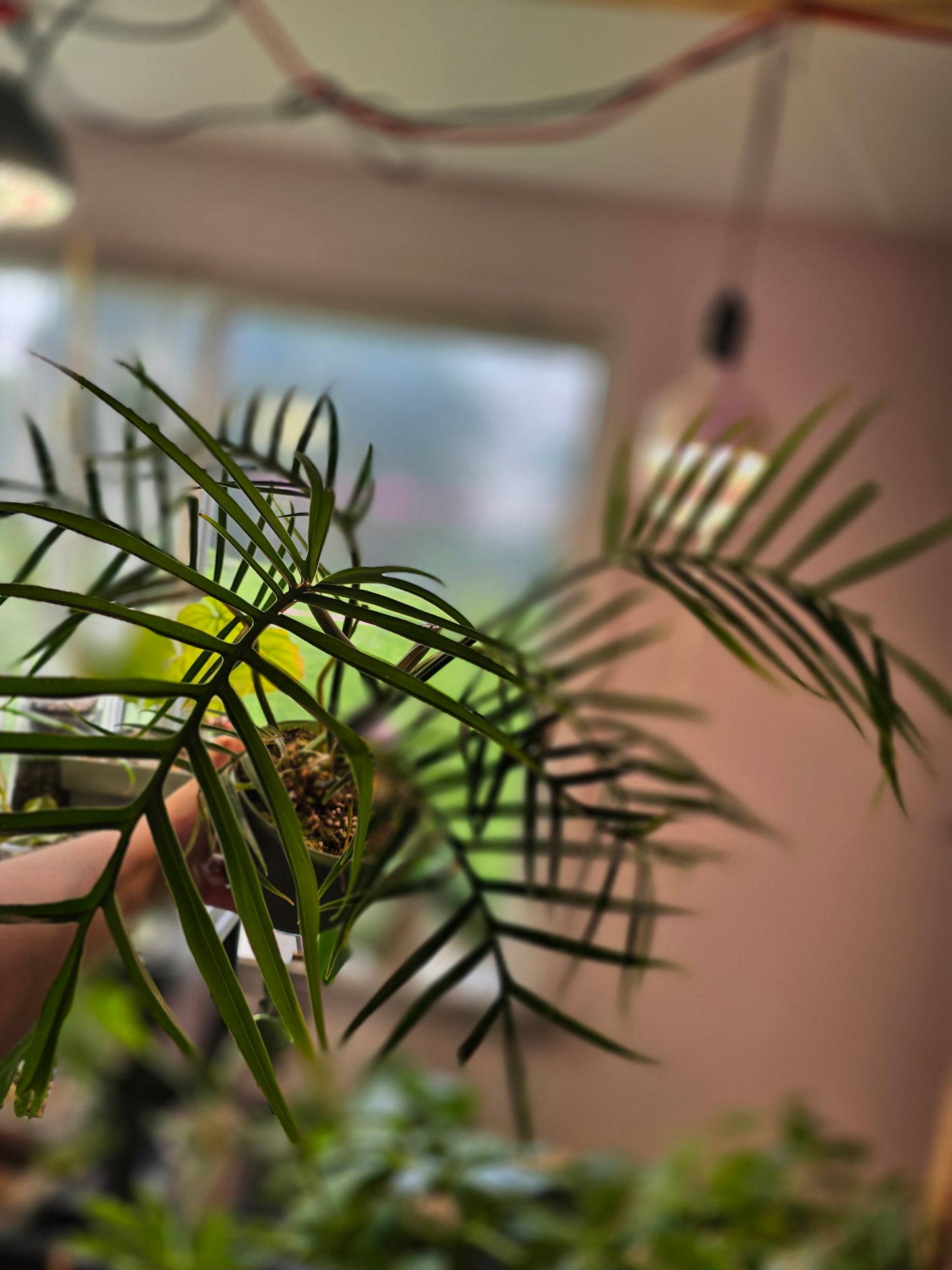 Philodendron Tortum