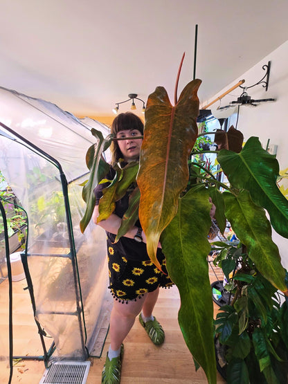 Philodendron Orange Marmalade