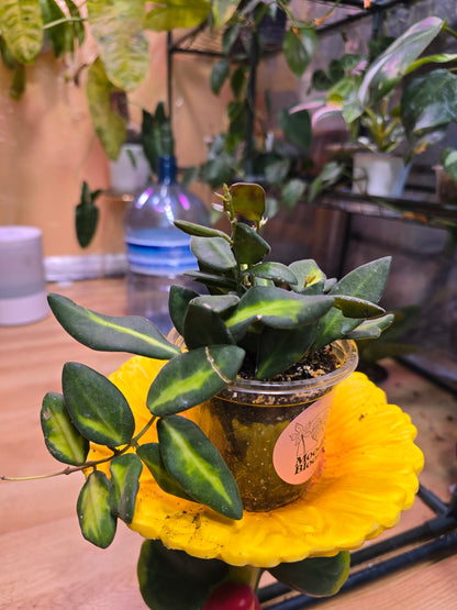 Hoya burtoniae (DS-70) – Fuzzy Trailing Wax Plant | 3″ Pot