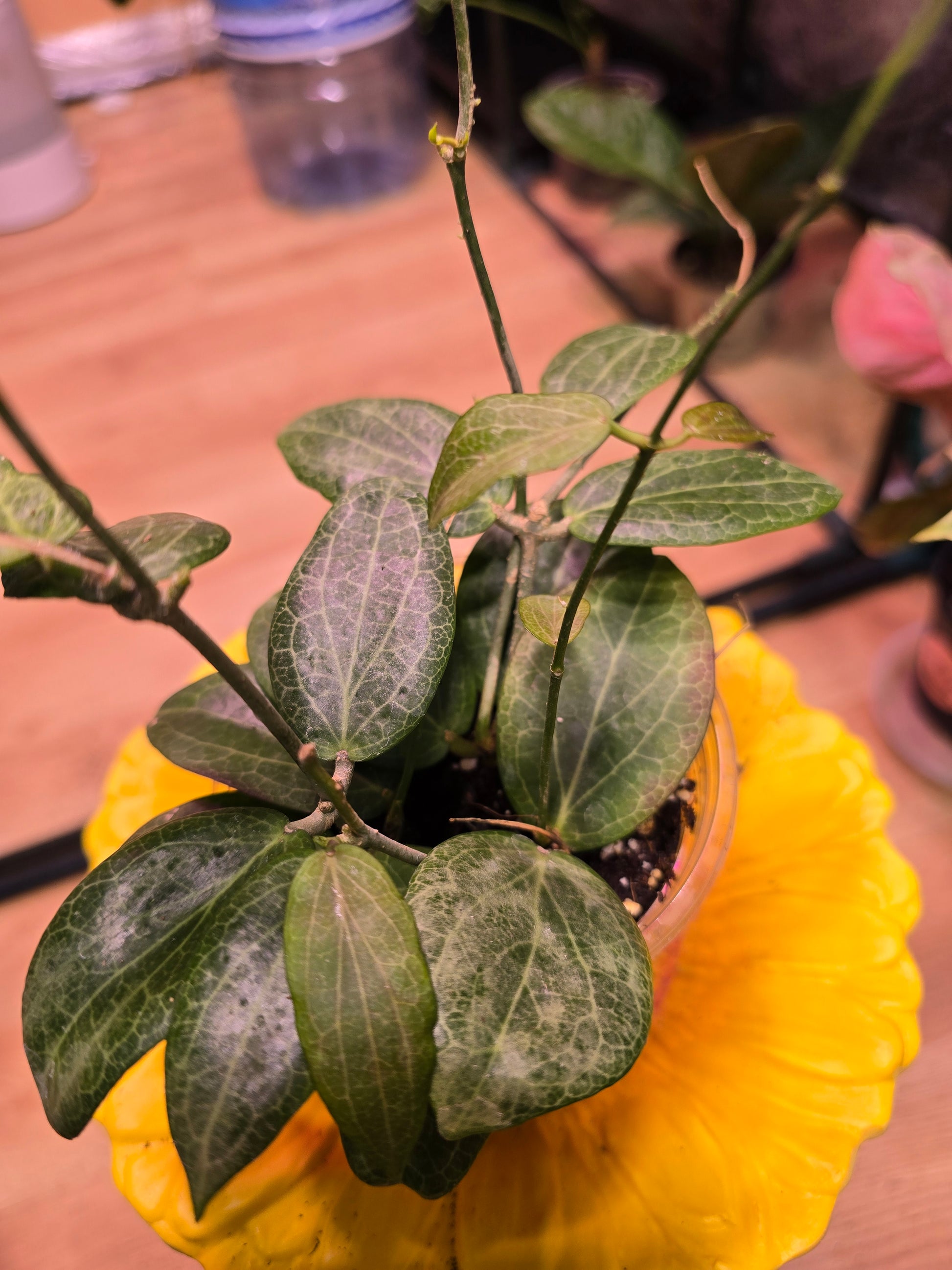 Hoya Fitchii