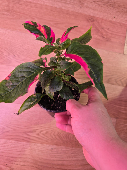 Alternanthera Party Time 05