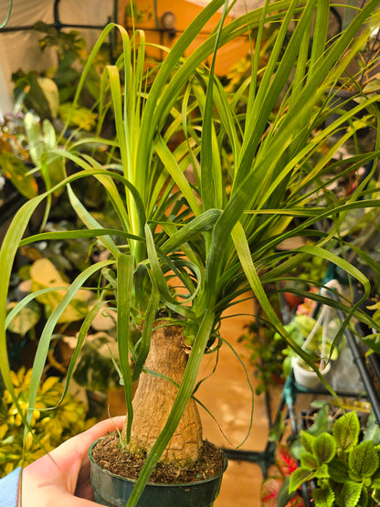 Ponytail Palm – Caudex Houseplant | 4″ Pot