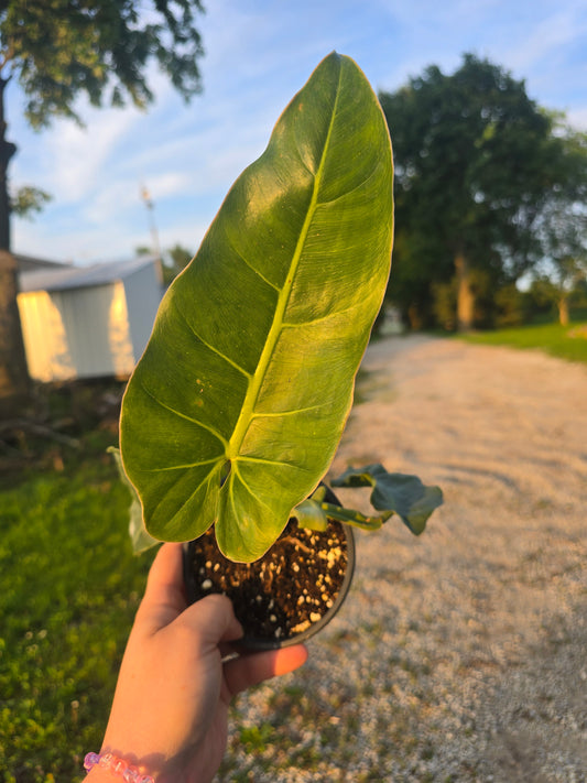 Philodendron Maximum K. Krause