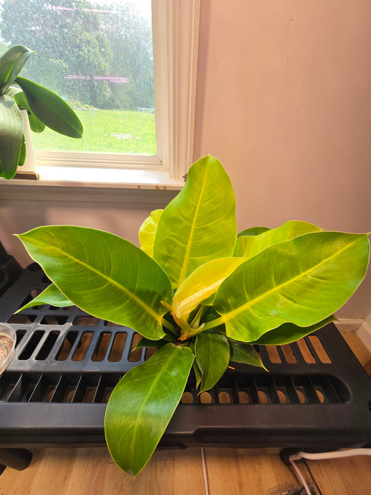 Philodendron Moonlight