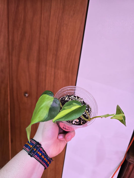 Philodendron Brasil 002