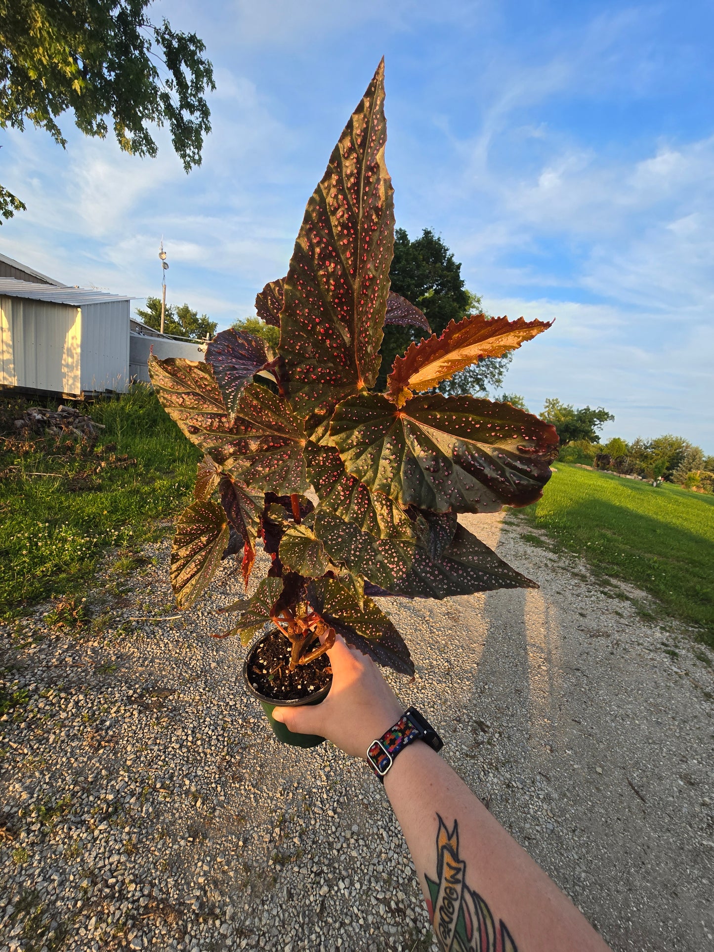 Begonia Maculata