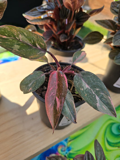 4" Philodendron 'Pink Princess Galaxy Marble'