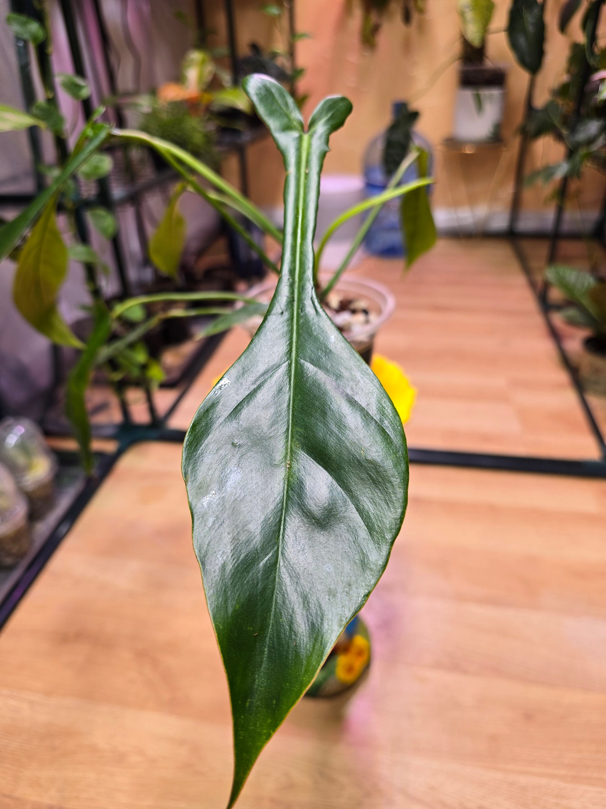 philodendron joepii why so expensive Philodendron joepii – Rare Sculptural Philodendron
