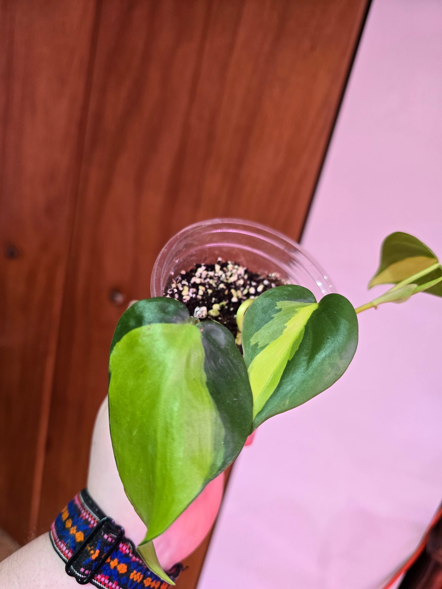 Philodendron Brasil 002