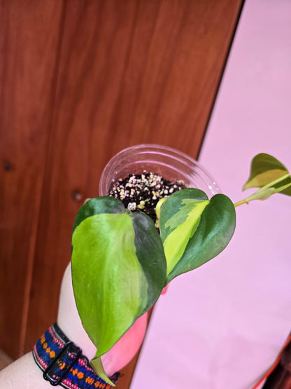Philodendron Brasil 002