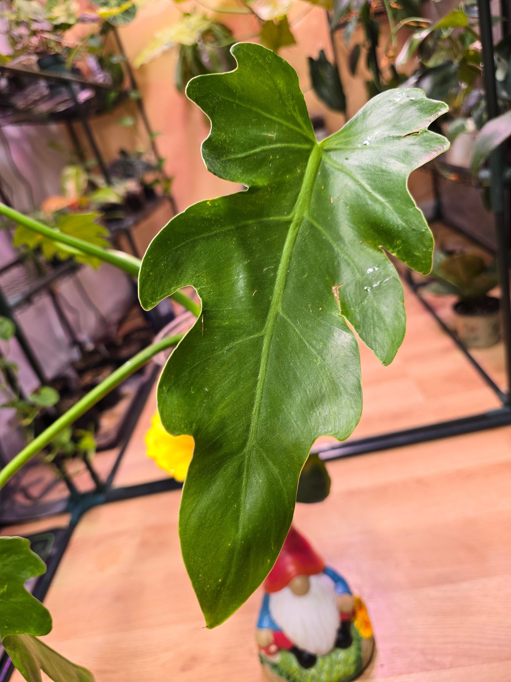 philodendron mayoi vs xanadu Philodendron mayoi – Rare Sculptural Philodendron