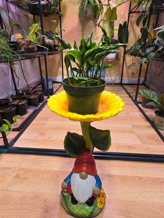 Epipremnum Shangri-La