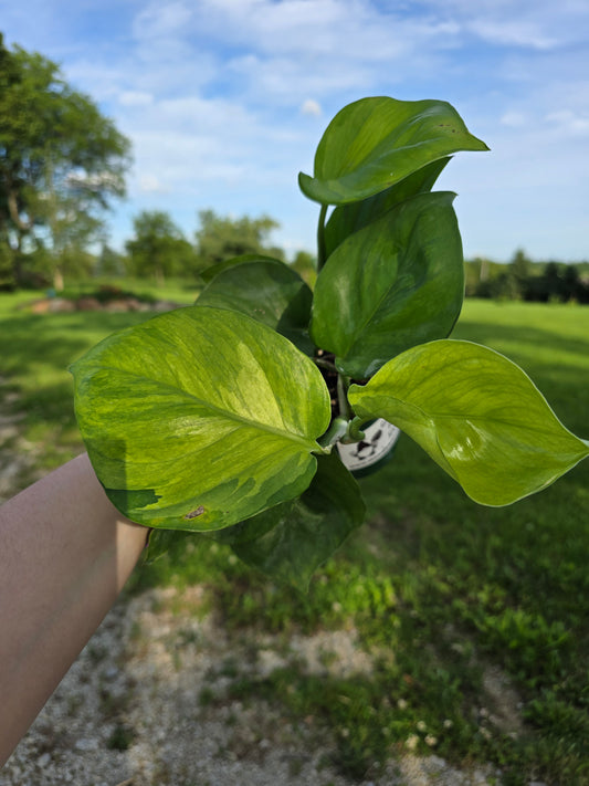 Guacamole Pothos