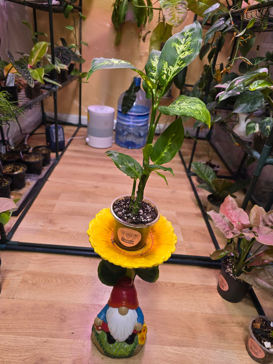 Dieffenbachia