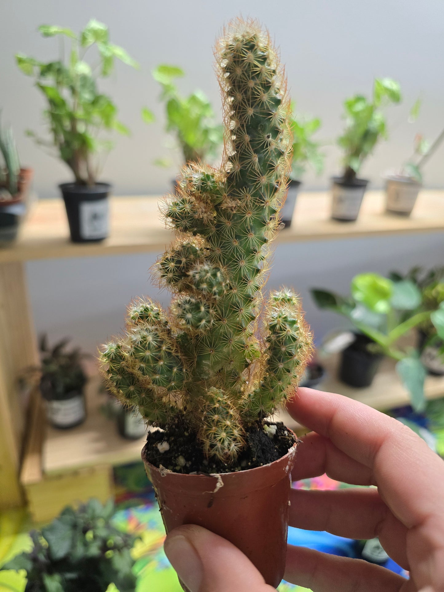 1" Cactus