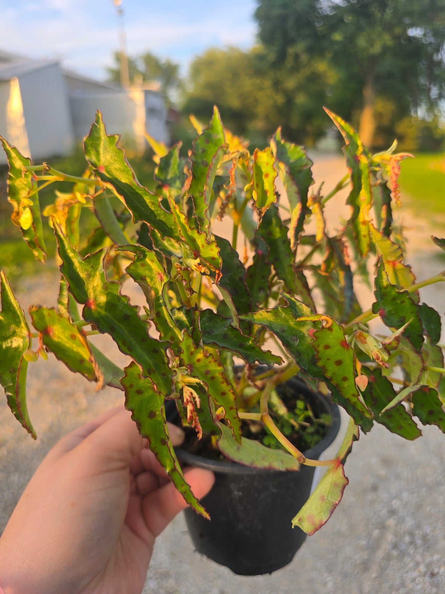 Begonia Amphioxus