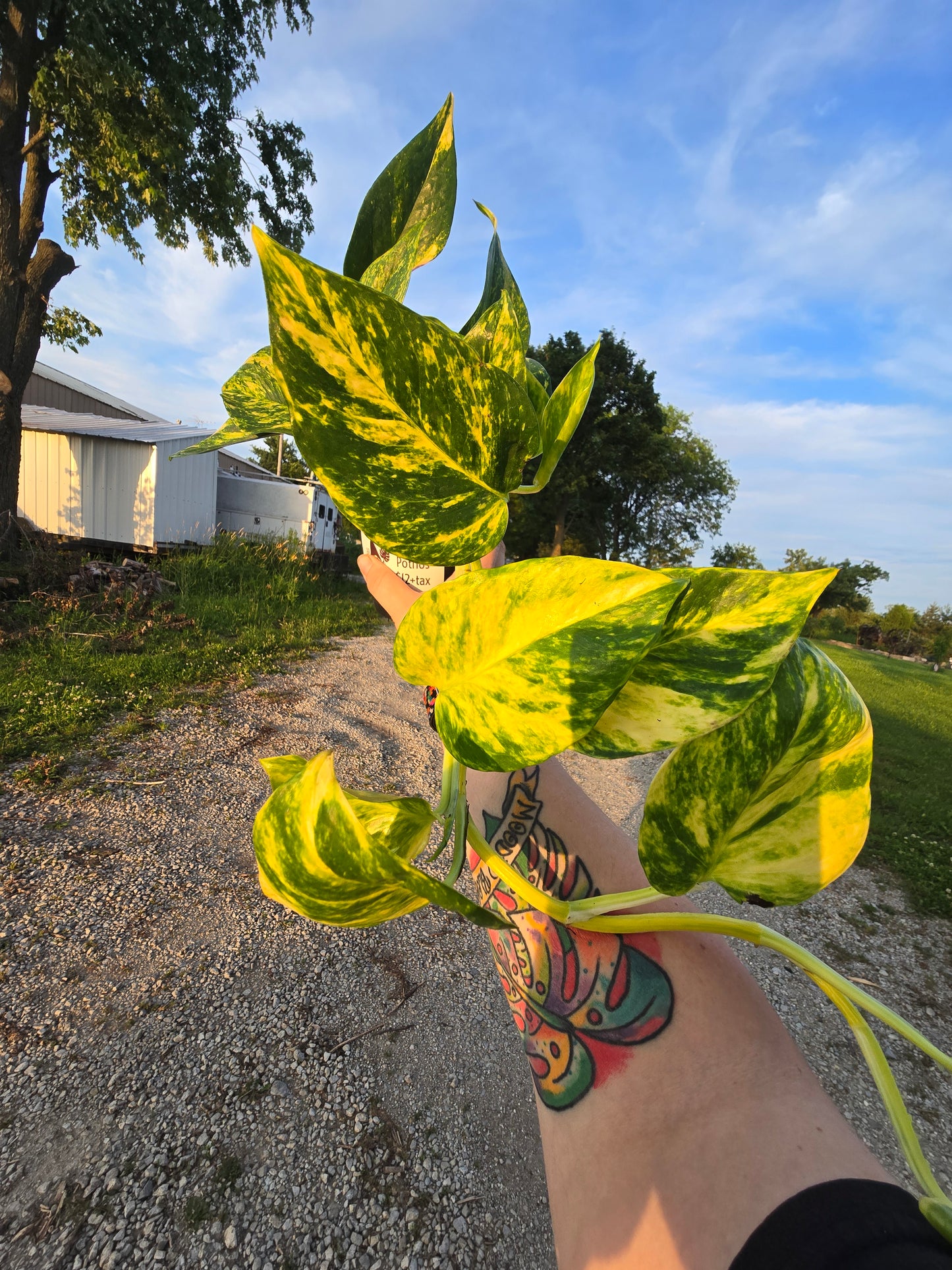 Churchill Pothos