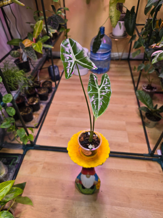 Alocasia Longiloba