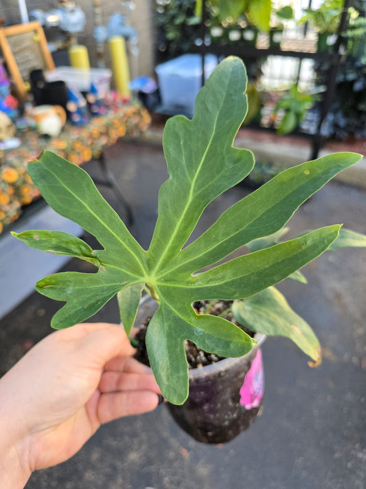 Antherium Podophyllum