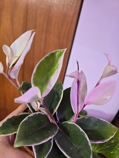 Hoya Krimson Queen